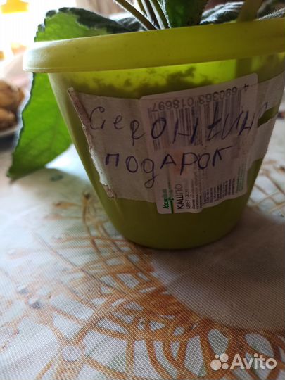 Стрептокарпусы