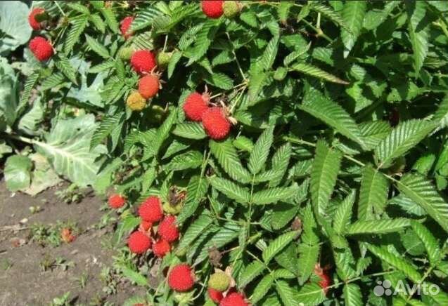 Тибетская малина саженцы