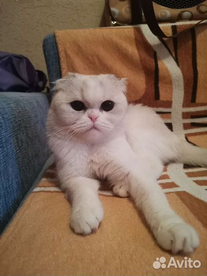 Передержка домашних животных