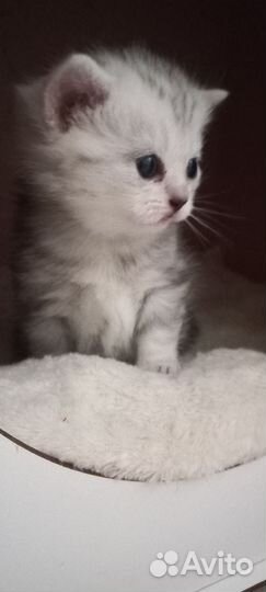 Шотландская