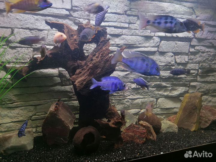 Малавийские цихлиды