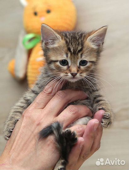 Кошка около 2 мес