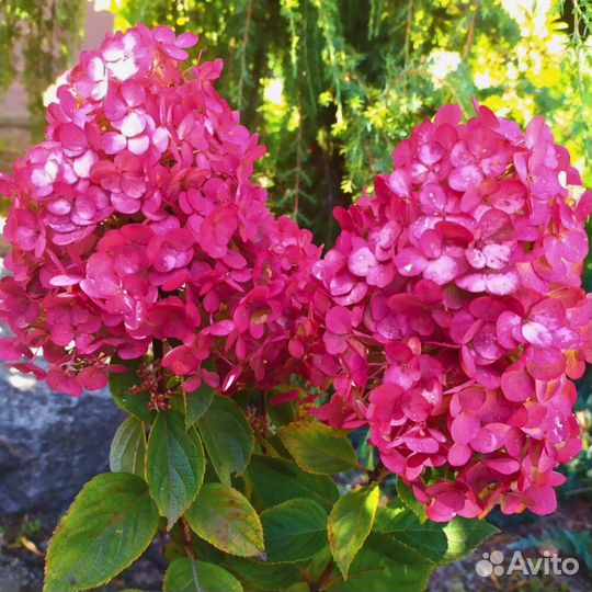 Гортензия Самарская Лидия, С3 (1 саж.; 30-40 см)