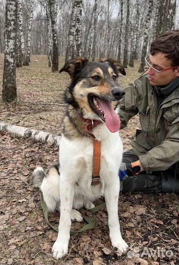 Малыш (приют, около 2х лет)