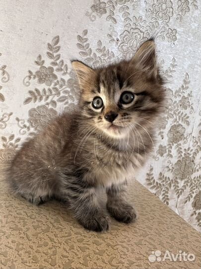 Отдам котика