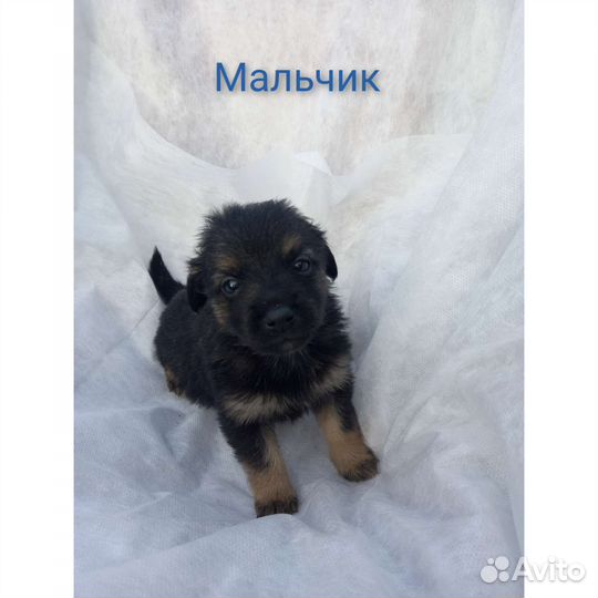 Щенки бесплатно