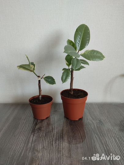 Комнатные растения