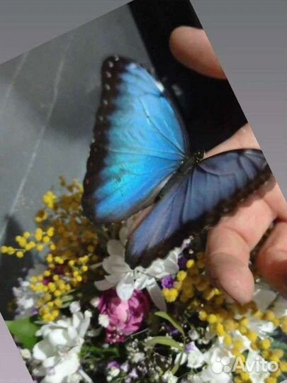 Бабочки к торжественному дню