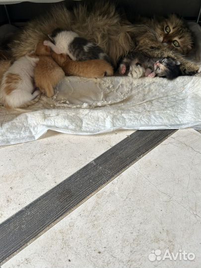 Котята в добрые руки