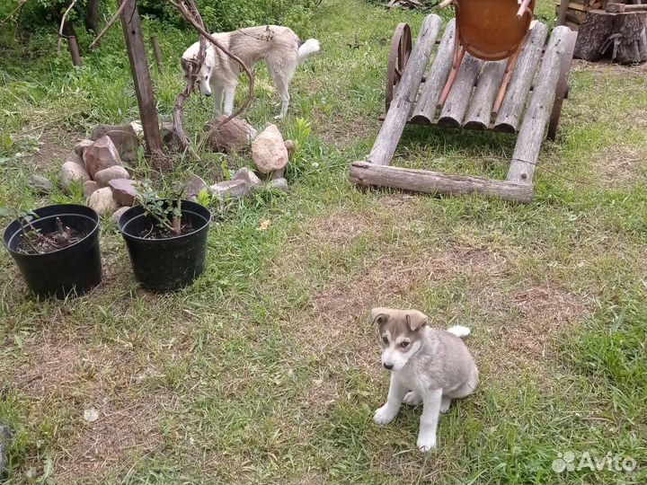 Лайка щенок