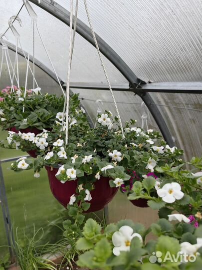 Бакопа в кашпо