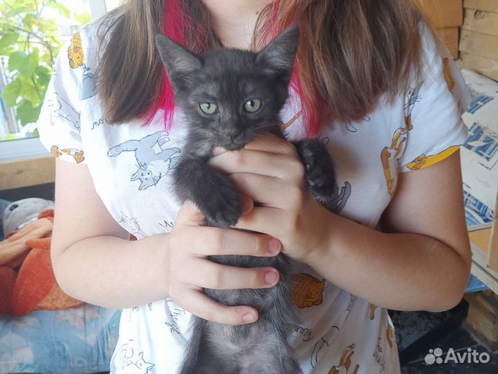Кошки в добрые руки