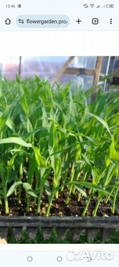 Рассада кукурузы