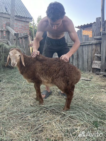 Баран гесар