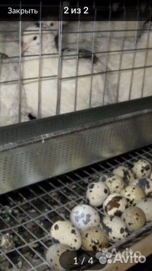 Яйца перепелиные