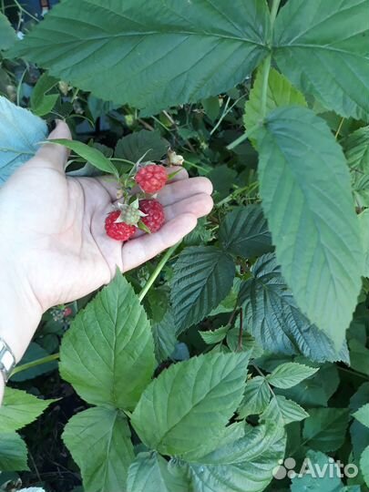 Саженцы малины ремонтантной