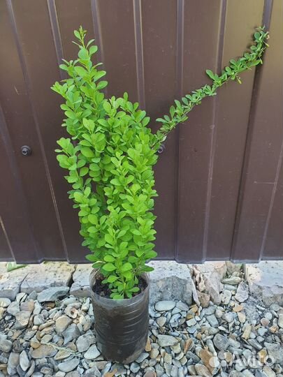 Спирея - Калина - Снежноягодник - Пузыреплодник