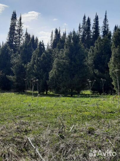 Крупномер - Кедр