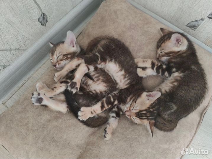 Котята бенгалы