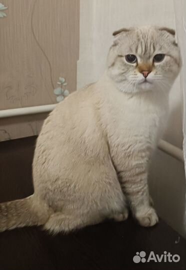 Шотландский кот вязка