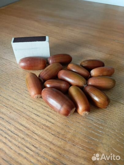 Желуди дуба