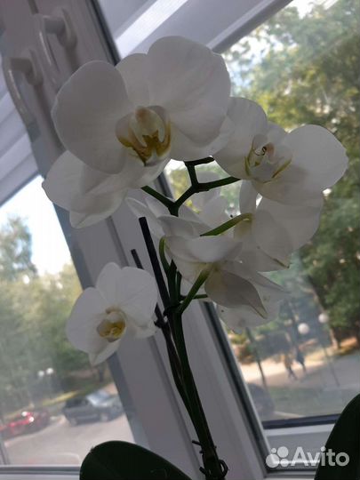Орхидея фаленопсис белая