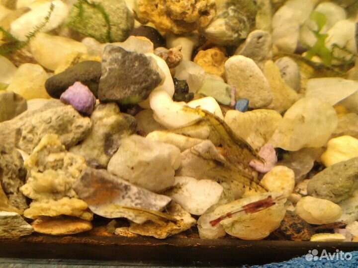 Креветки для аквариума