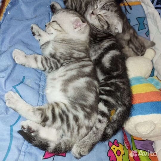 Настоящие Шотландские Котята