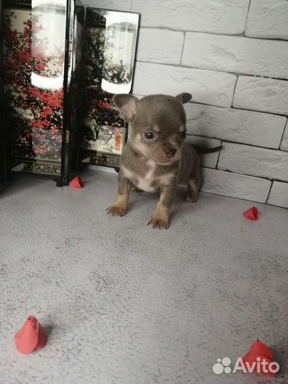 Щенки чихуахуа