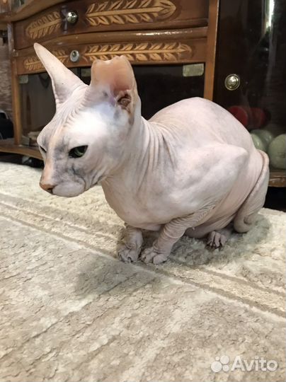 Персидская, донской сыинкс