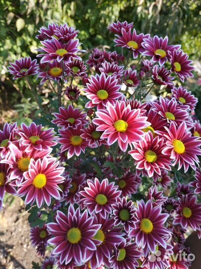 Рассада Хризантема 