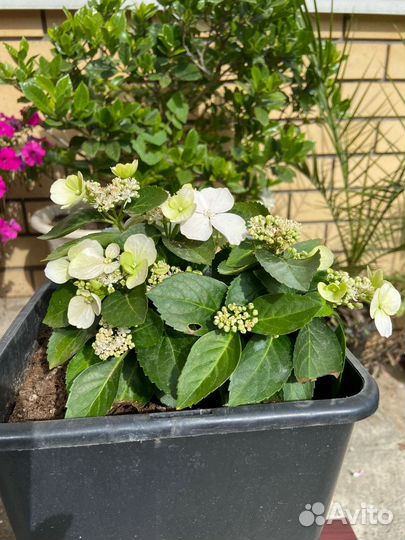 Гортензия ампельная белая Сбежавшая невеста