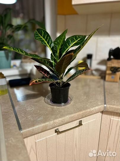 Кротон драконовый