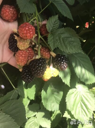 Ежевика саженцы