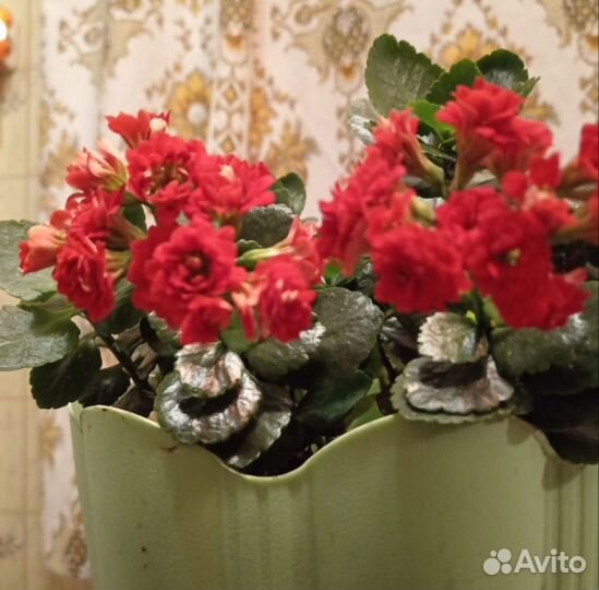 Каланхоэ махровые