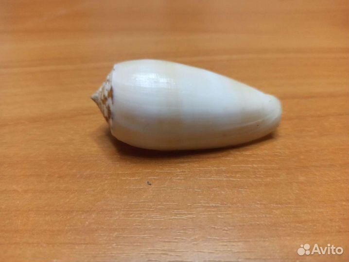 Морская раковина