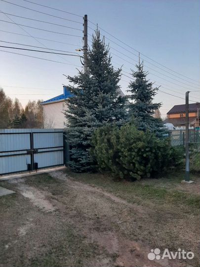 Ель голубая