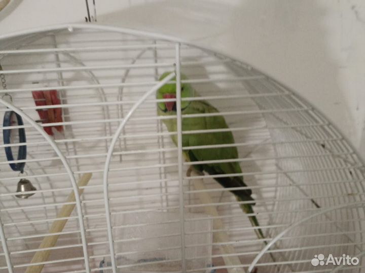 Ожерелевый попугай