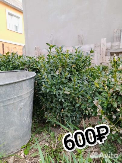 Самшит, буксус