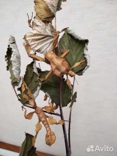 Австралийские палочники