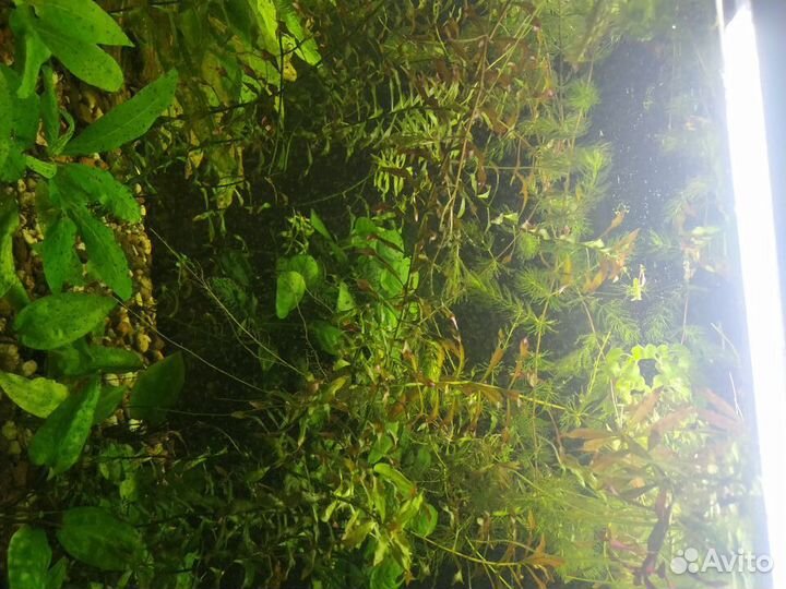 Продам креветок, растения и аквариумы