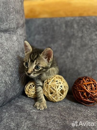 Выжившие котятки