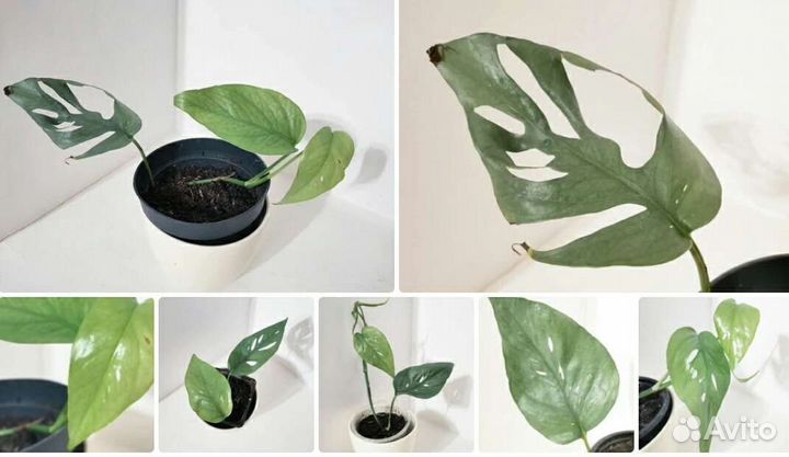 Эпипремнум пиннатумbaltic blue фикус