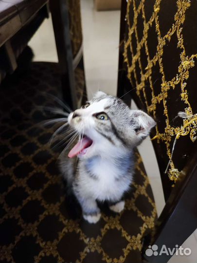 Котята сказочной красоты в дар