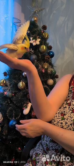 Попугай корелла