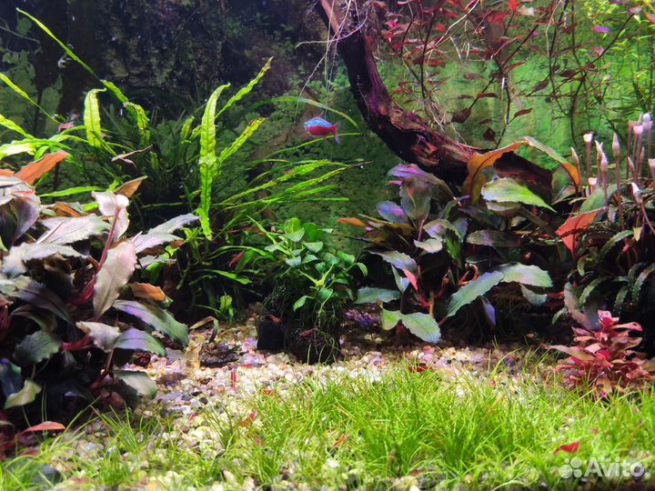 Растения и мхи в аквариум