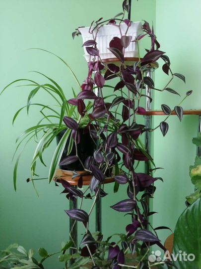 Комнатные цветы