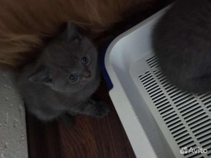 Британские котята