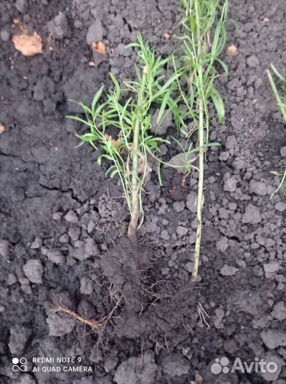 Эстрагон тархун