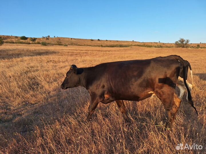 Коровы и телки стельные